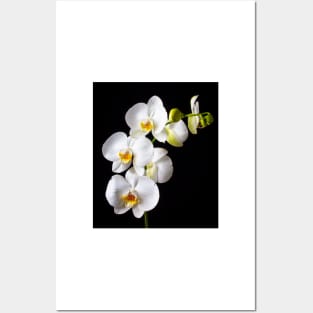 Gorgeous White Orchids Posters and Art